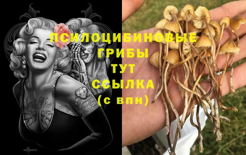 Псилоцибиновые грибы Magic Shrooms  купить наркотики цена  Жердевка 